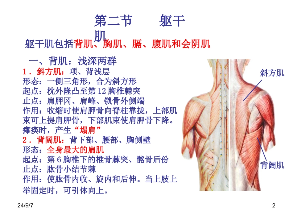 躯干肌四肢肌PPT培训课件_第2页