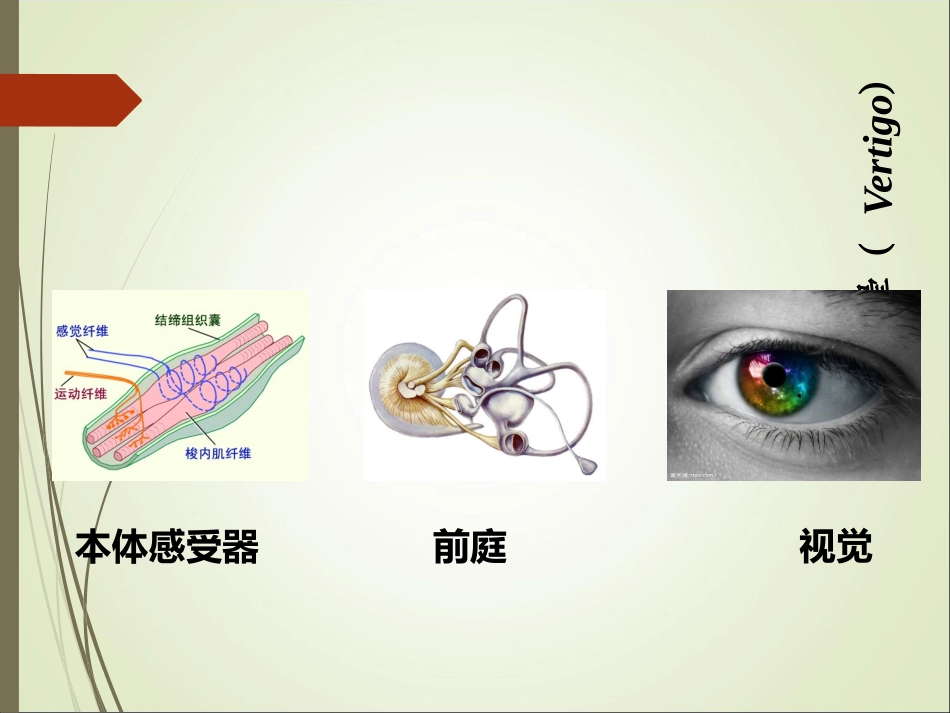 前庭系统眩晕PPT培训课件_第3页