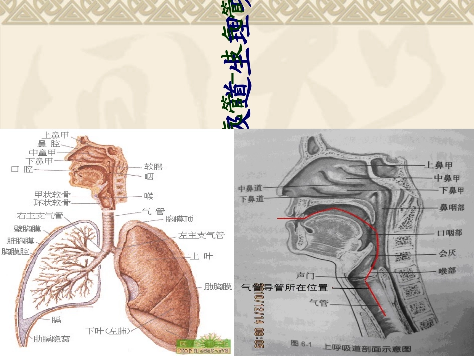 气管切开的护理PPT培训课件_第3页