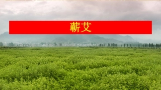 蕲艾种植、加工PPT培训课件