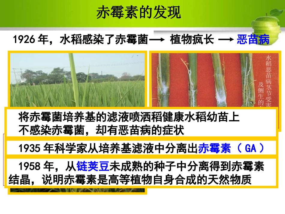 其他植物激素PPT培训课件_第3页