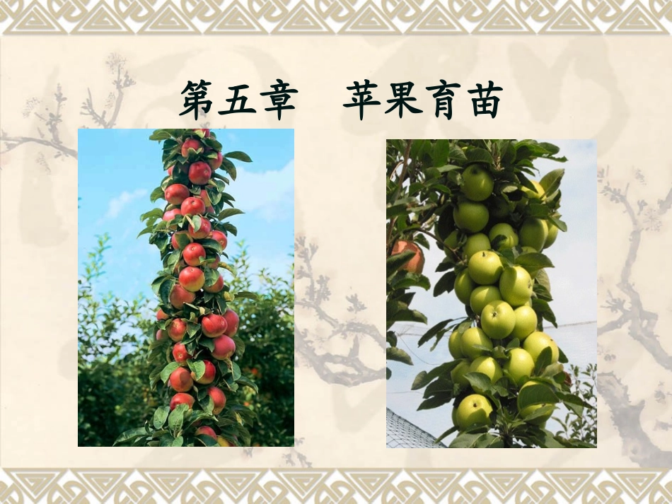 苹果的育苗技术PPT培训课件_第1页