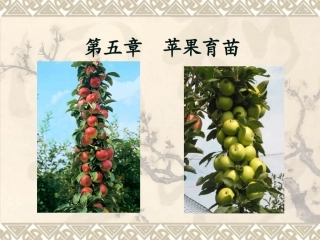苹果的育苗技术PPT培训课件