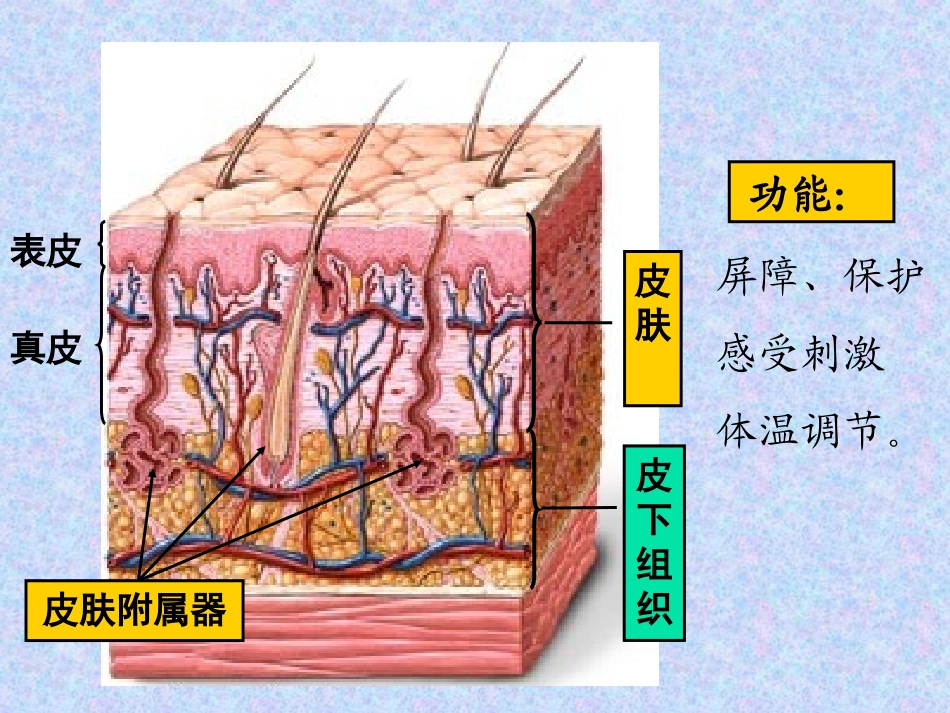 皮肤教学课件PPT培训课件_第3页