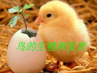 鸟的生殖与发育PPT培训课件