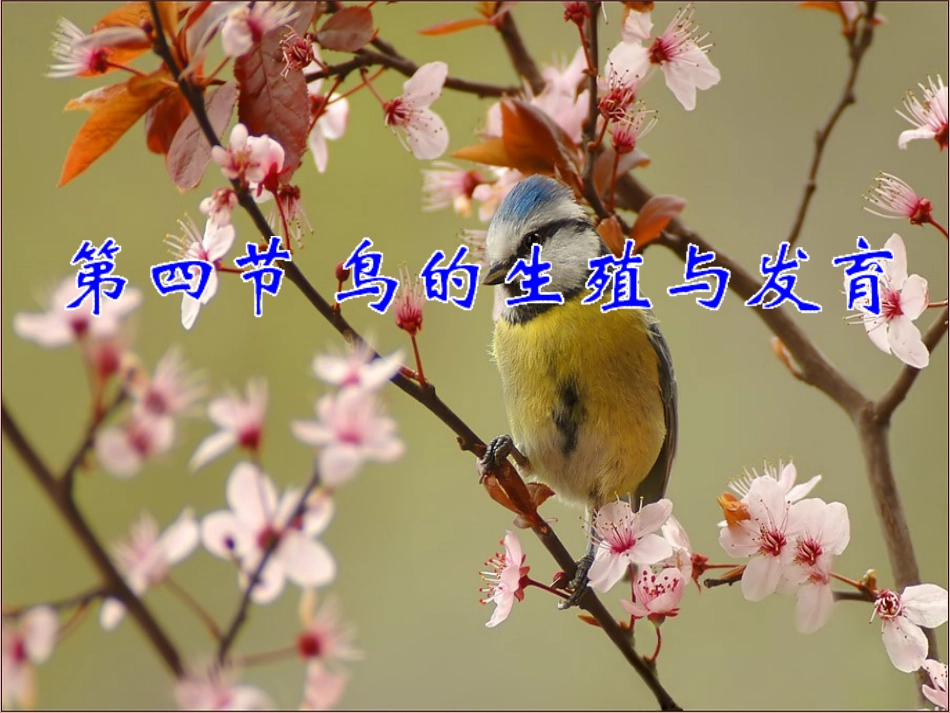 鸟的生殖发育PPT培训课件_第2页