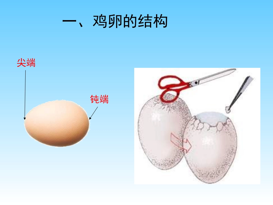 鸟的生殖发育PPT培训课件_第3页