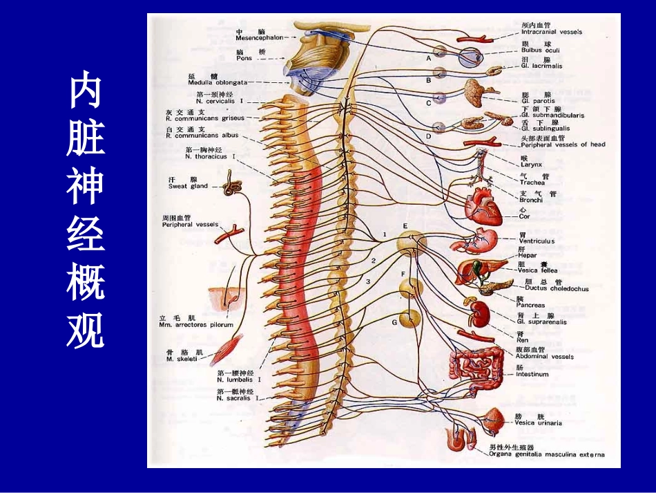 内脏神经系统PPT培训课件_第3页