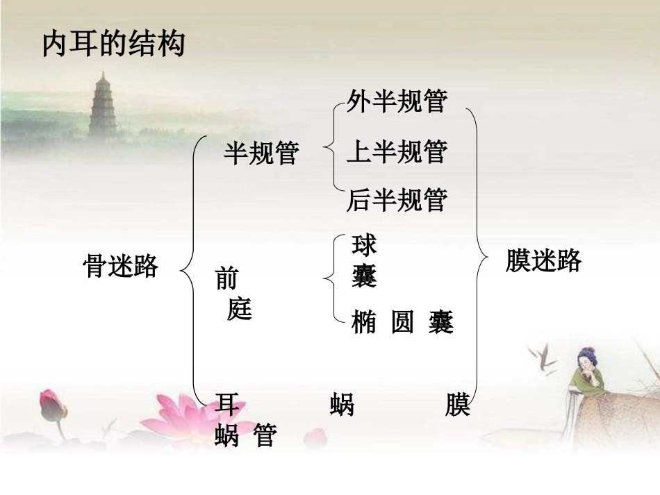 内耳的应用解剖PPT培训课件_第2页