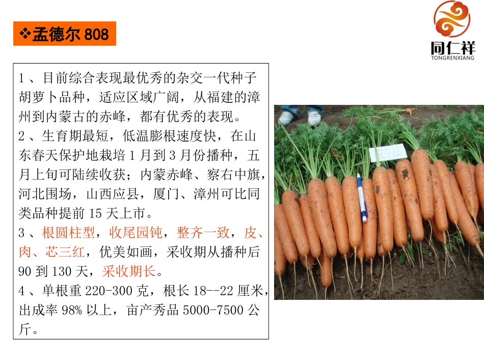 胡萝卜介绍讲解 模板课件PPT_第3页
