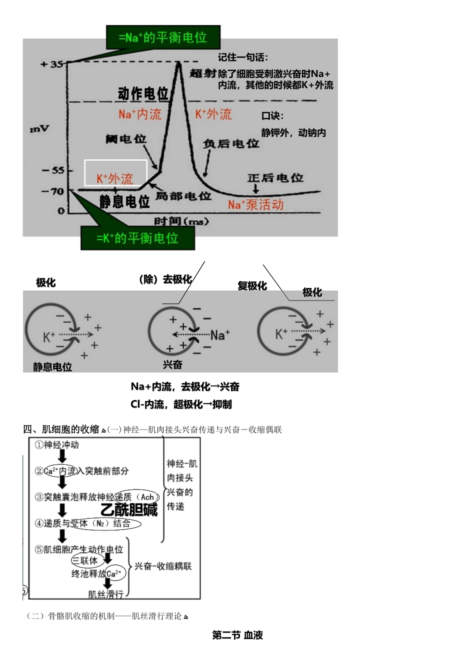 2024年生理学总结归纳_第2页