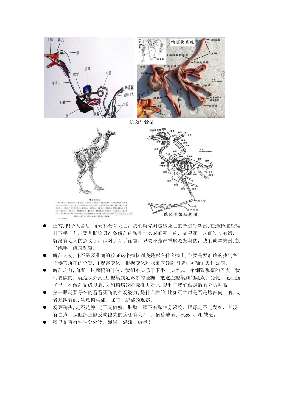 2024年鸭场兽医解剖实战_第2页