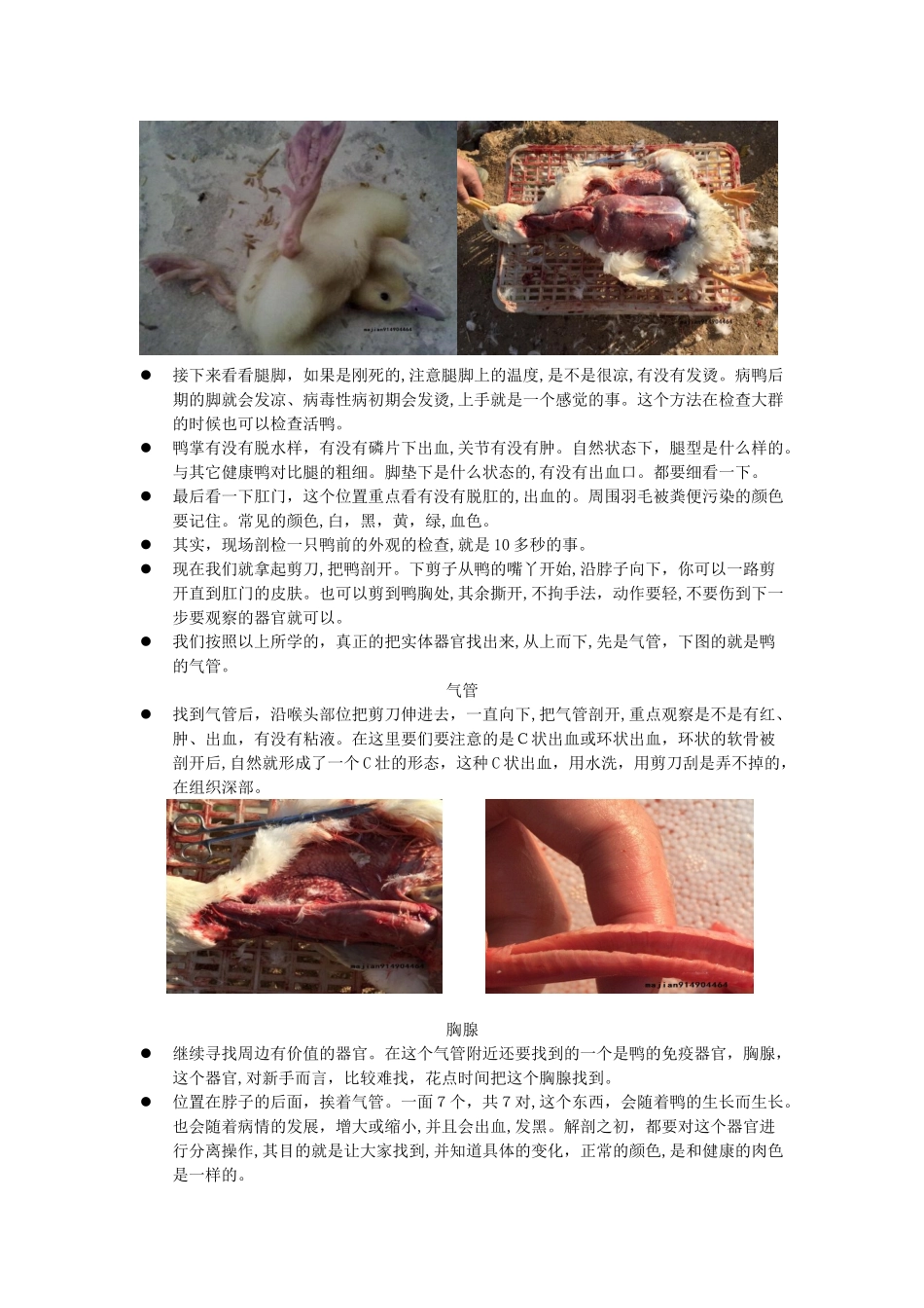 2024年鸭场兽医解剖实战_第3页