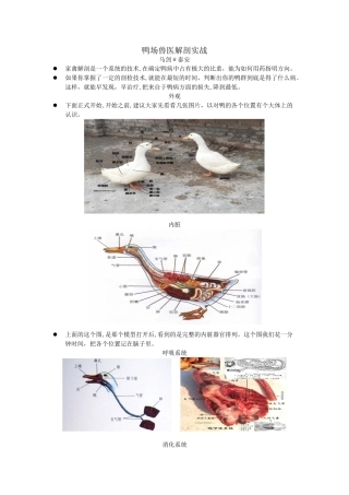 2024年鸭场兽医解剖实战