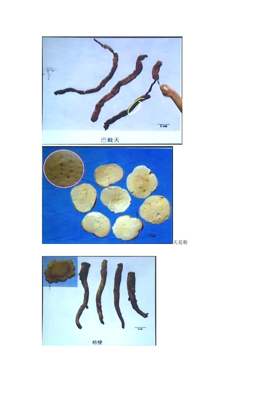 2024年执业药师药一中药药材图片_第3页