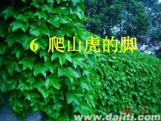 《爬山虎的脚》ppt课件