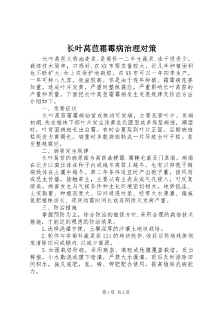 2024年长叶莴苣霜霉病治理对策