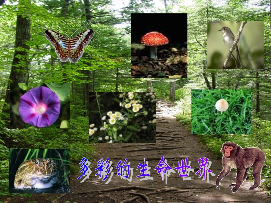 七年级政治上册 1.1.1 多彩的生命世界课件 鲁人版-鲁人级上册政治课件_第1页