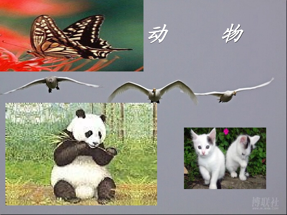 七年级政治上册 第1课 第一框 多彩的生命世界课件 鲁教版-鲁教级上册政治课件_第2页