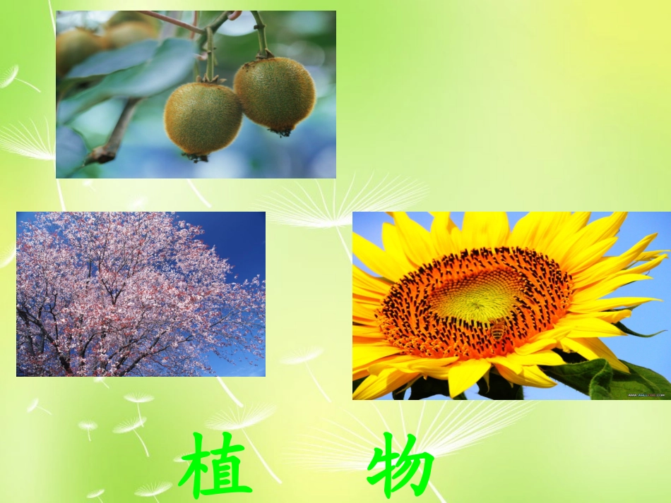 七年级政治上册 第1课 第一框 多彩的生命世界课件 鲁教版-鲁教级上册政治课件_第3页