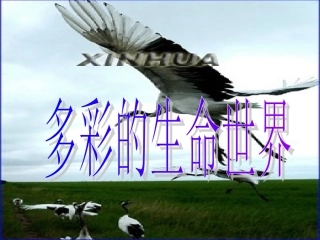 七年级政治上册 第1课 第一框 多彩的生命世界课件 鲁教版-鲁教级上册政治课件