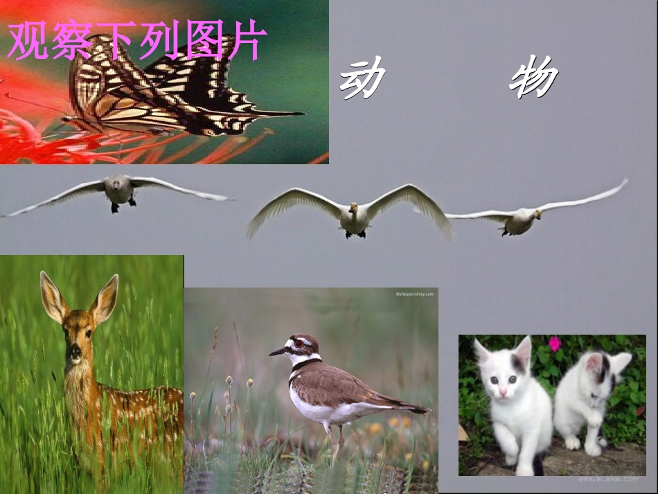 七年级政治上册 第4课《多彩的生命世界》课件6 首师大版（道德与法治）-首师大级上册政治课件_第3页