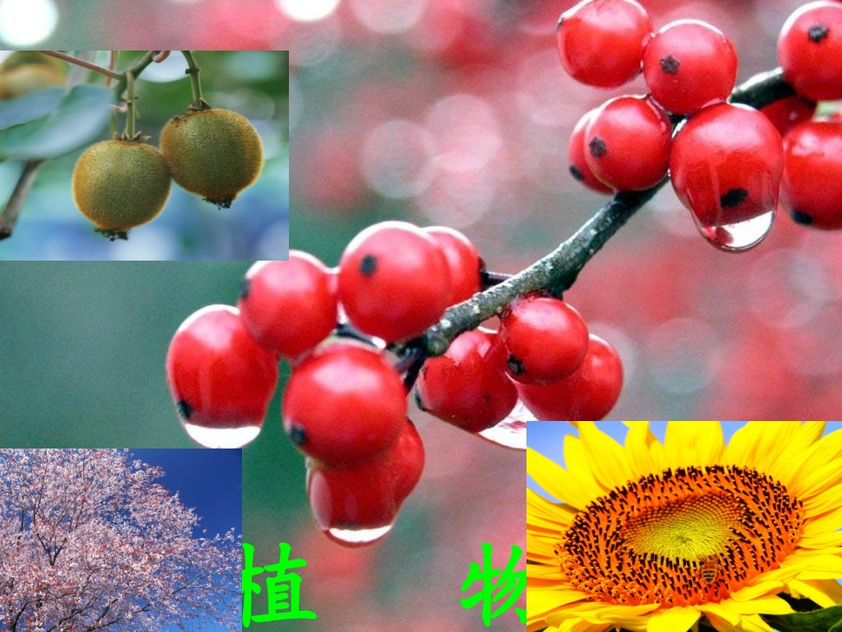 七年级政治上册 第4课《多彩的生命世界》课件7 首师大版（道德与法治）-首师大级上册政治课件_第3页