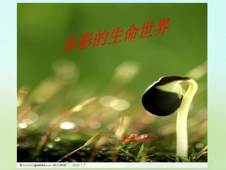 七年级政治上册 第一课 第1框 多彩的生命世界课件 鲁教版-鲁教级上册政治课件