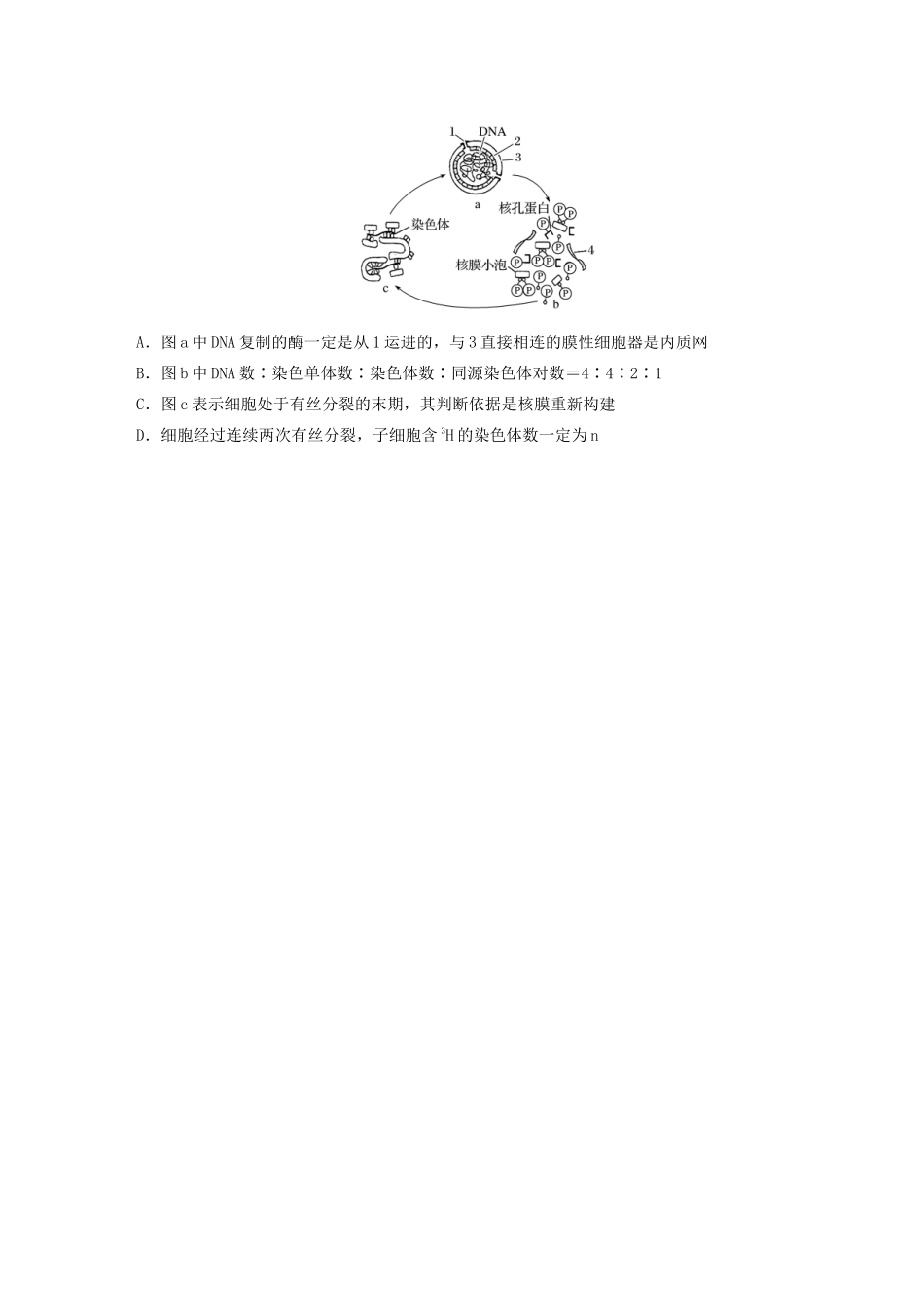 高考生物一轮复习 第六单元 难点突破练46 突破DNA复制与细胞分裂中染色体标记问题（含解析）-人教版高三生物试题_第3页