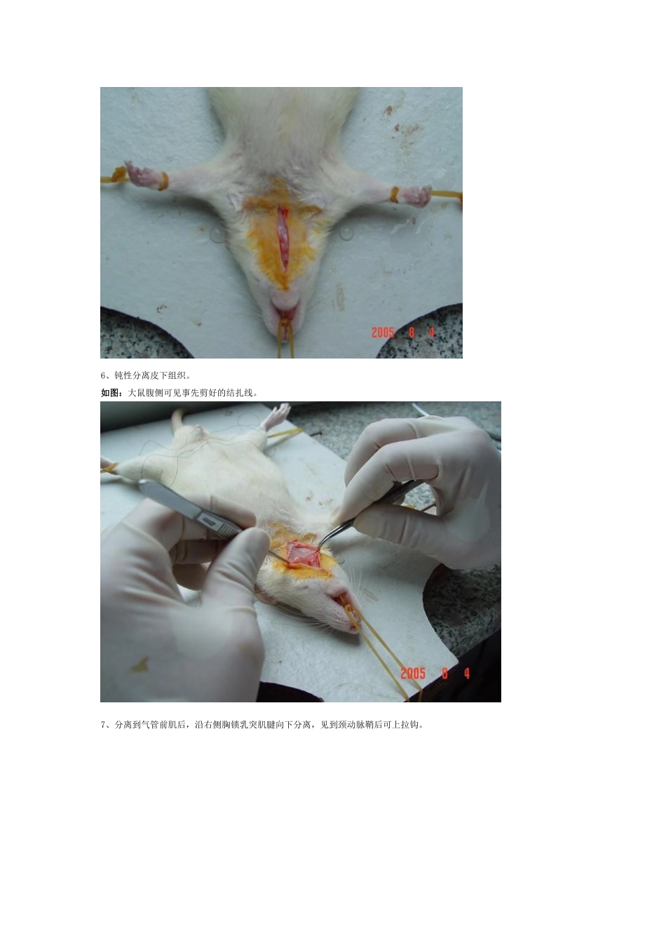 大鼠线栓(MCAO)模型图片_第3页