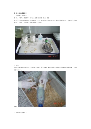大鼠线栓(MCAO)模型图片