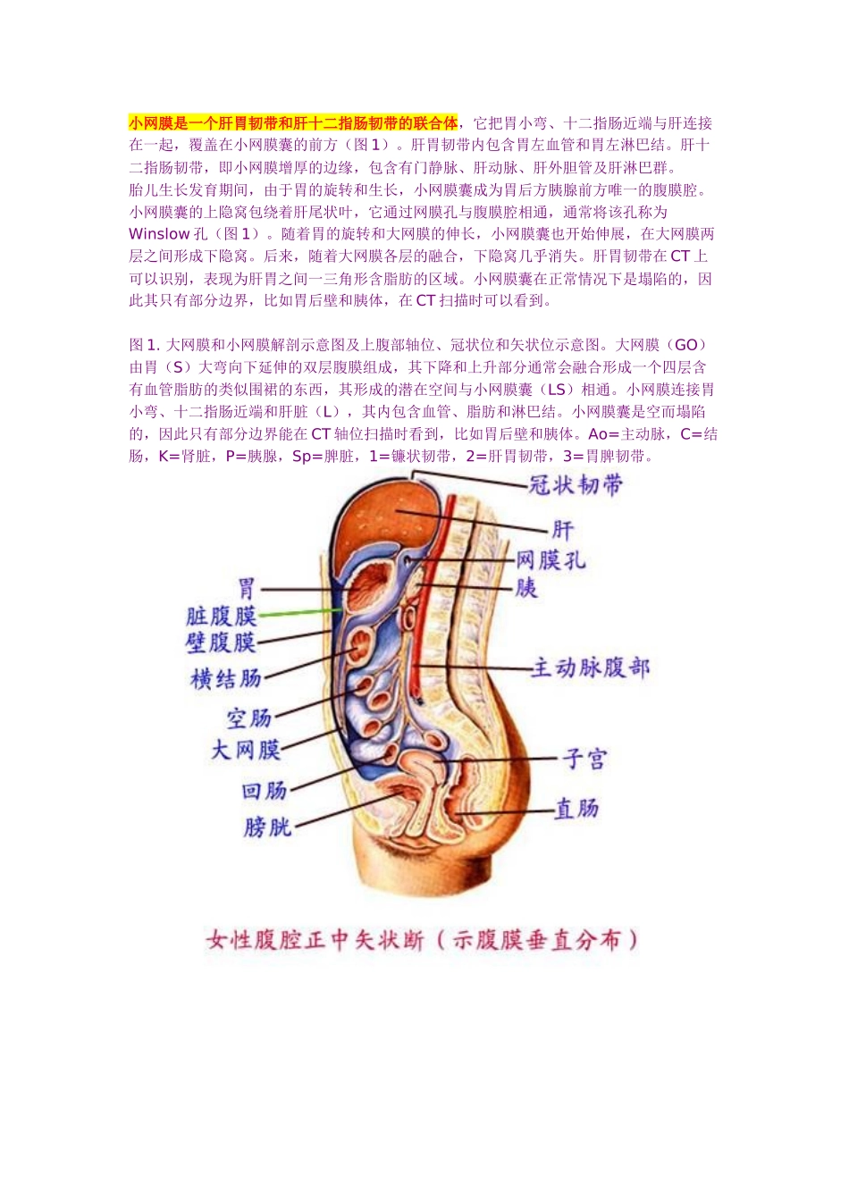 大网膜和小网膜的正常解剖及病变_第2页