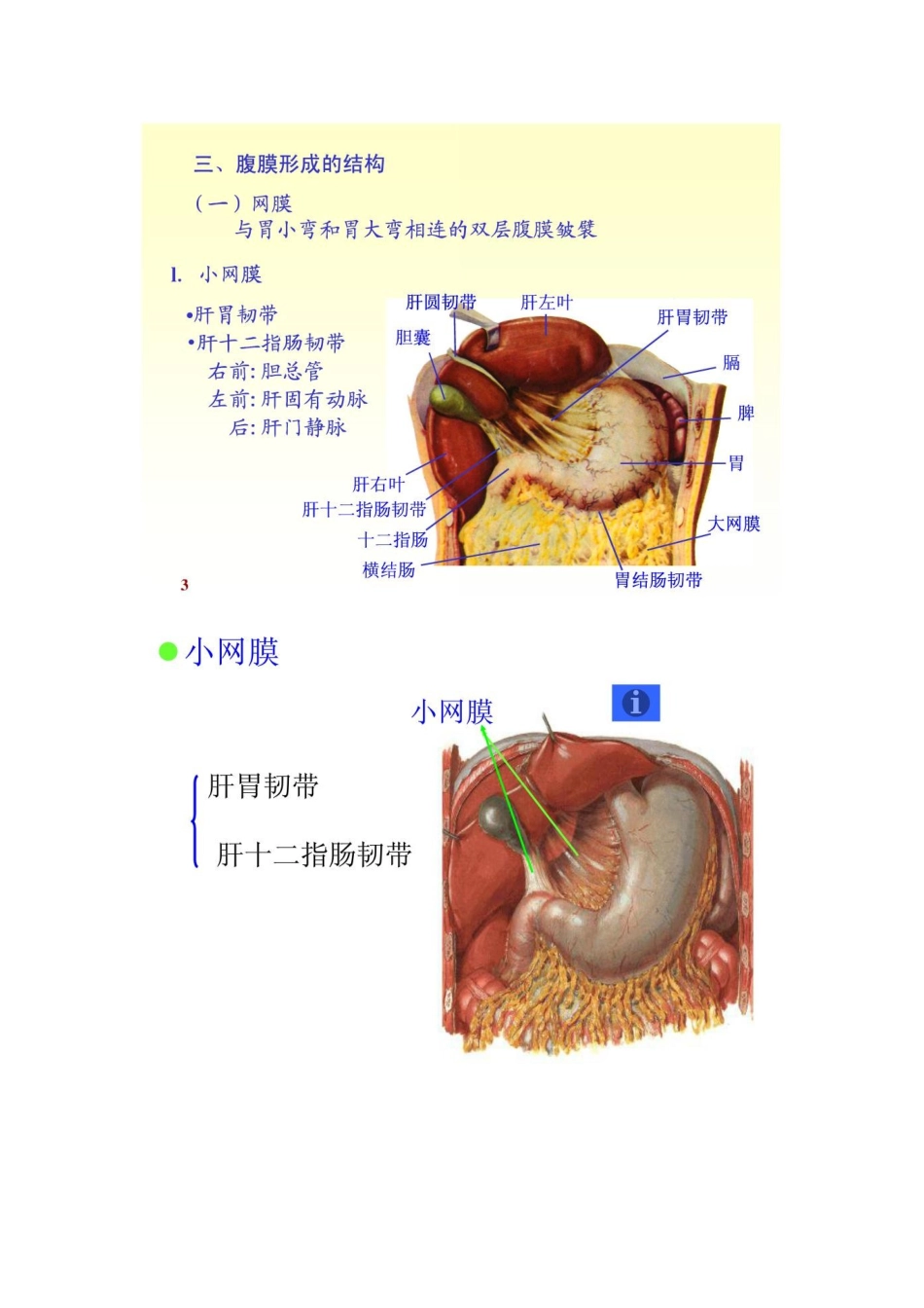大网膜和小网膜的正常解剖及病变_第3页