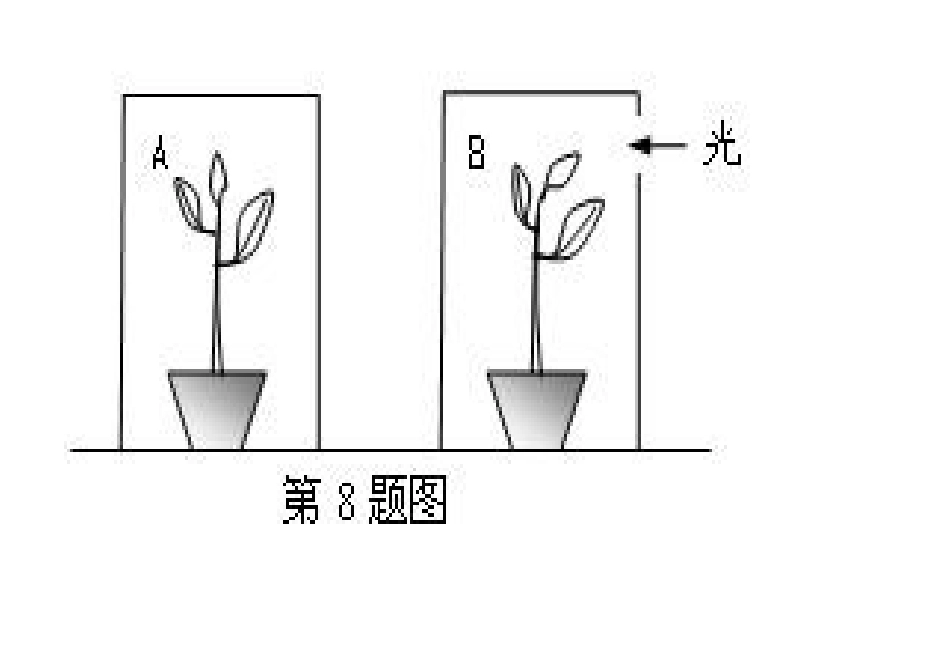 大班植物观察记录表_第3页