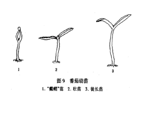 大班植物观察记录表