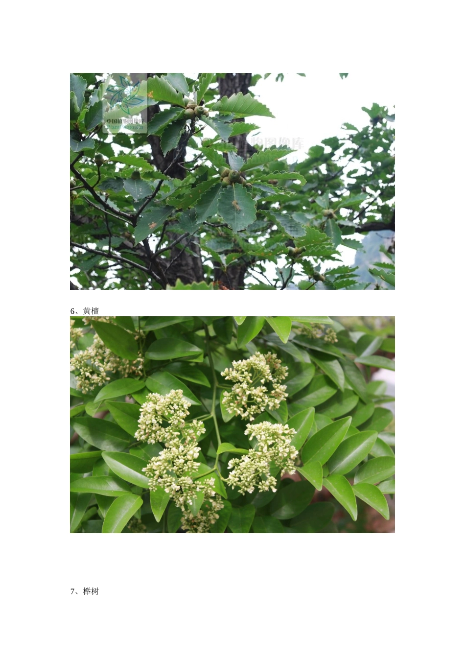 大别山古树名树图解_第3页