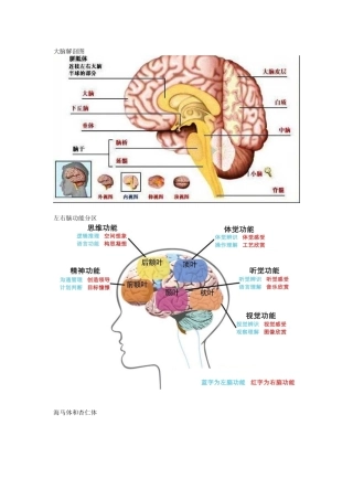 大脑发育和亲子教育关系
