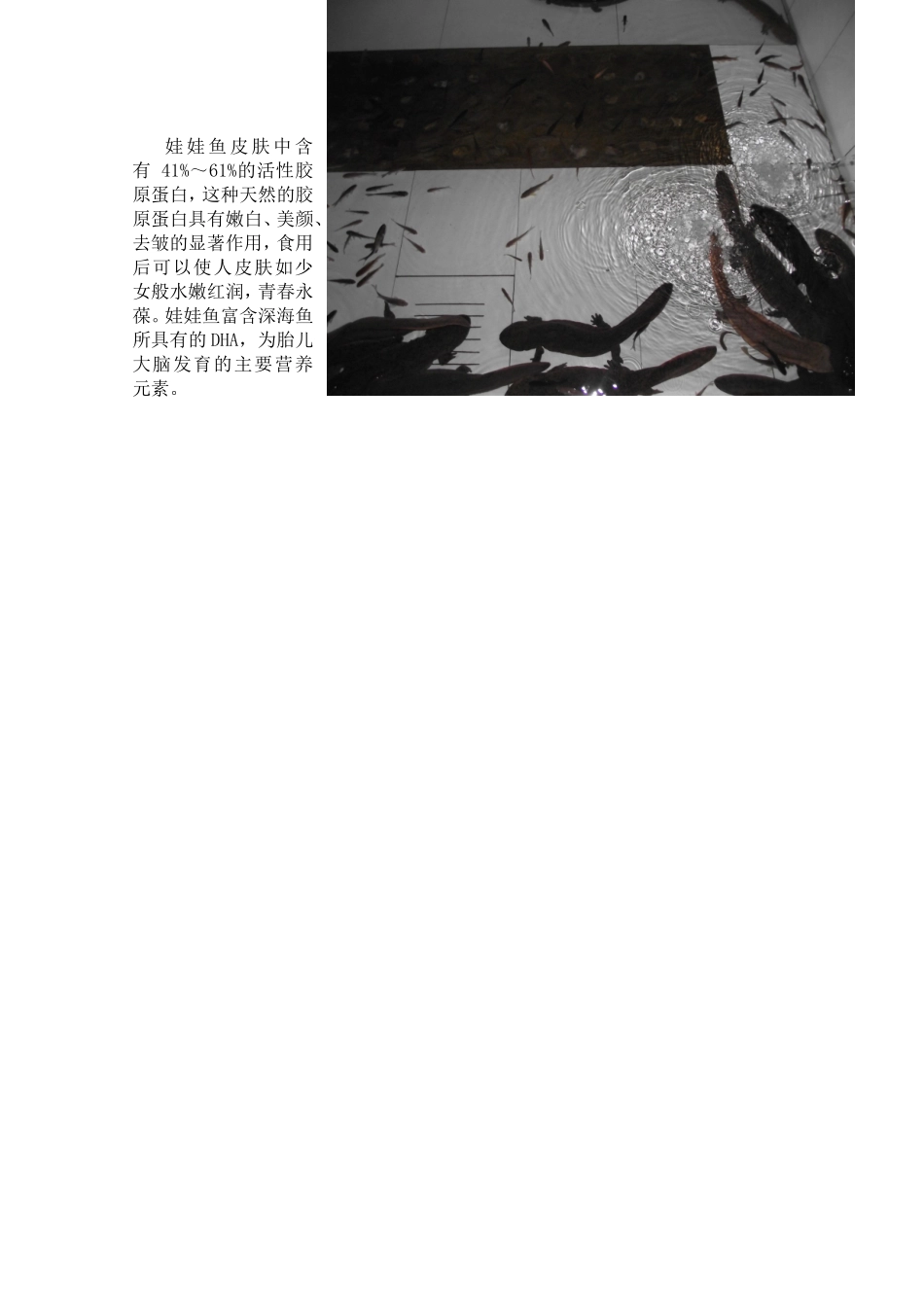 大鲵食用价值及烹饪制作方法_第2页