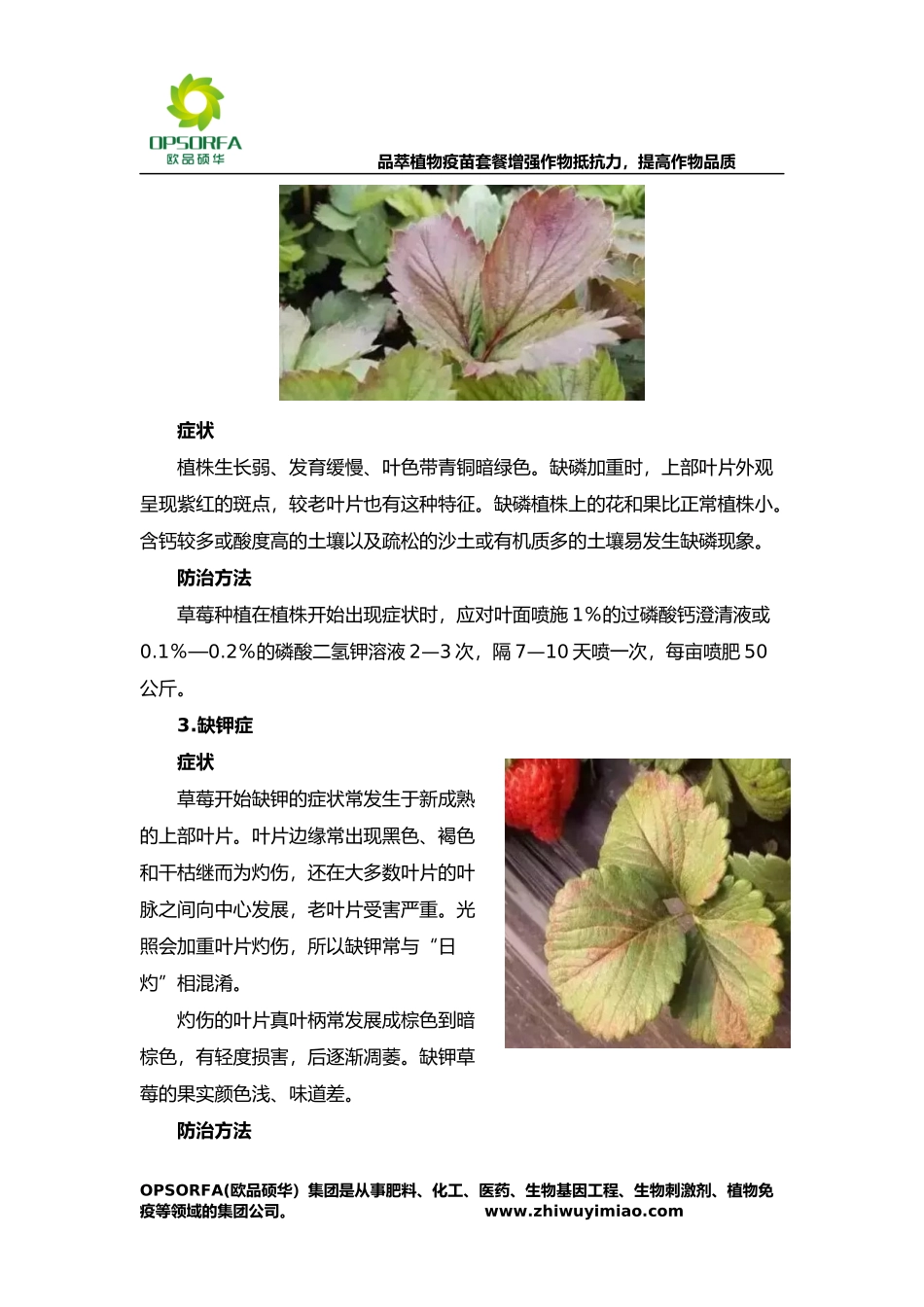 大棚草莓的八种缺素症状-如何防治_第2页