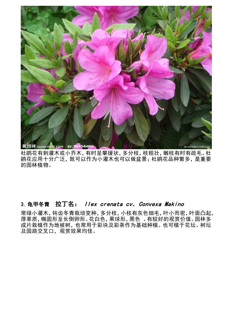 地被植物植物_第2页