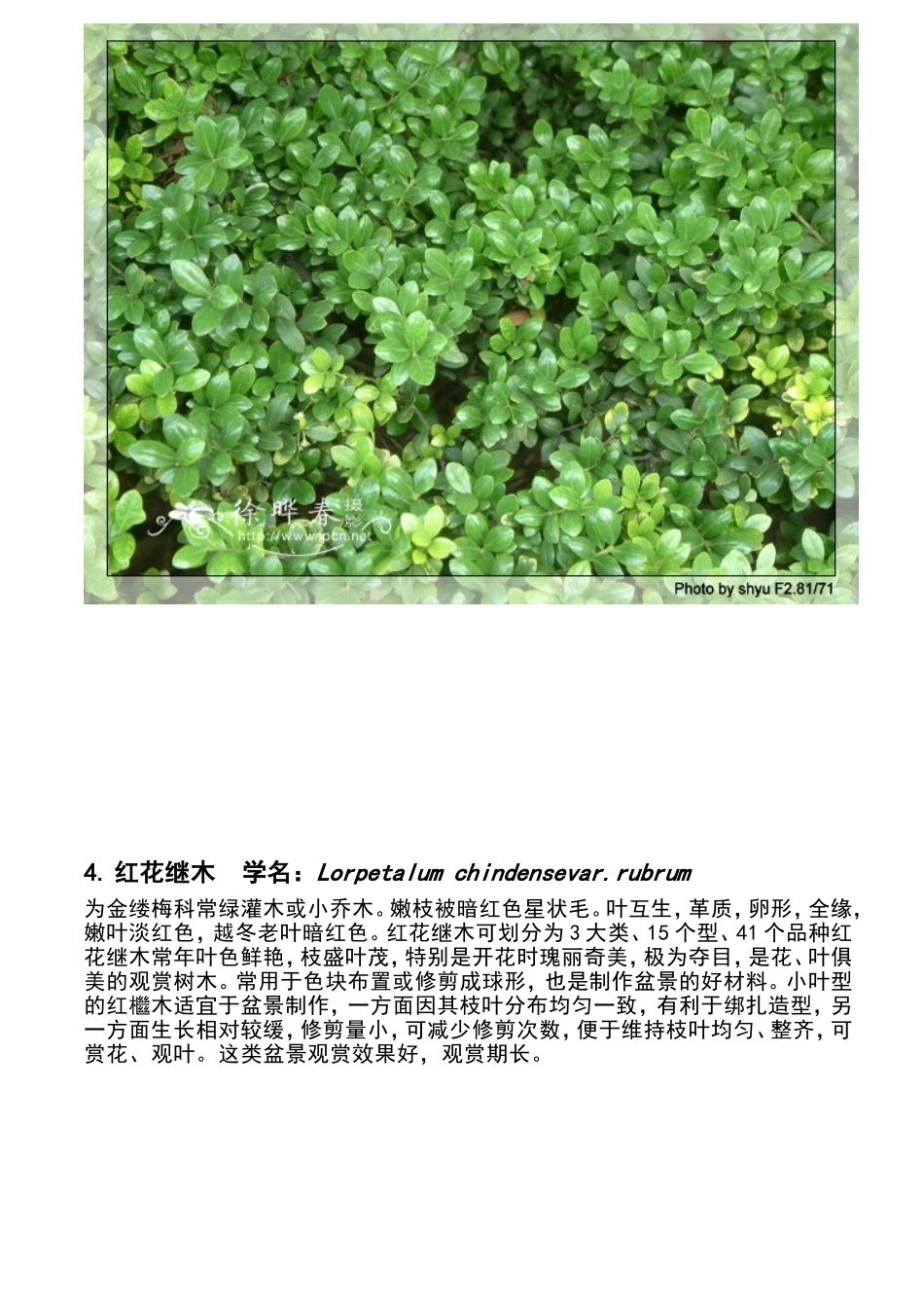 地被植物植物_第3页