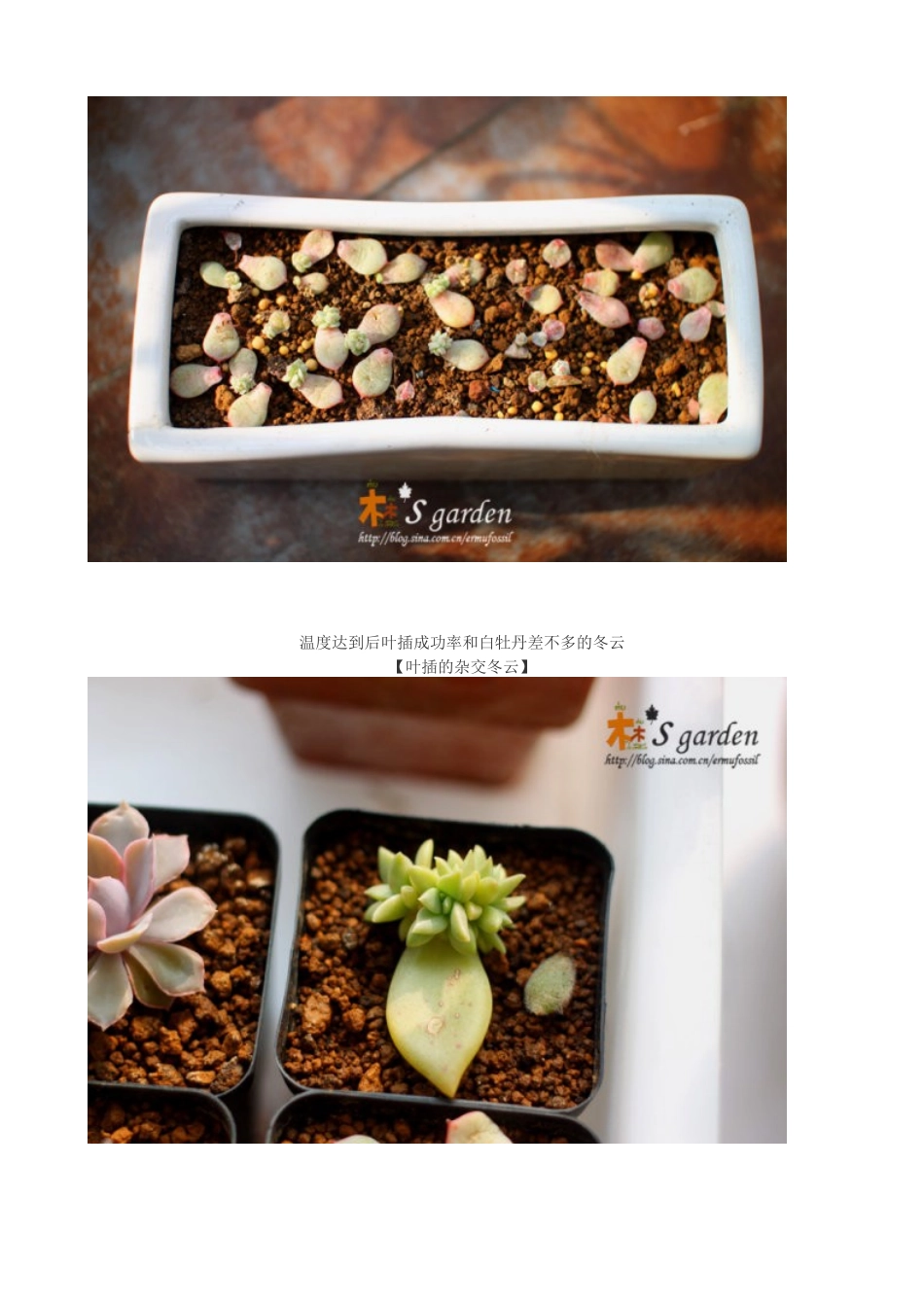 多肉植物日常养护窍门及疑难解答_第2页