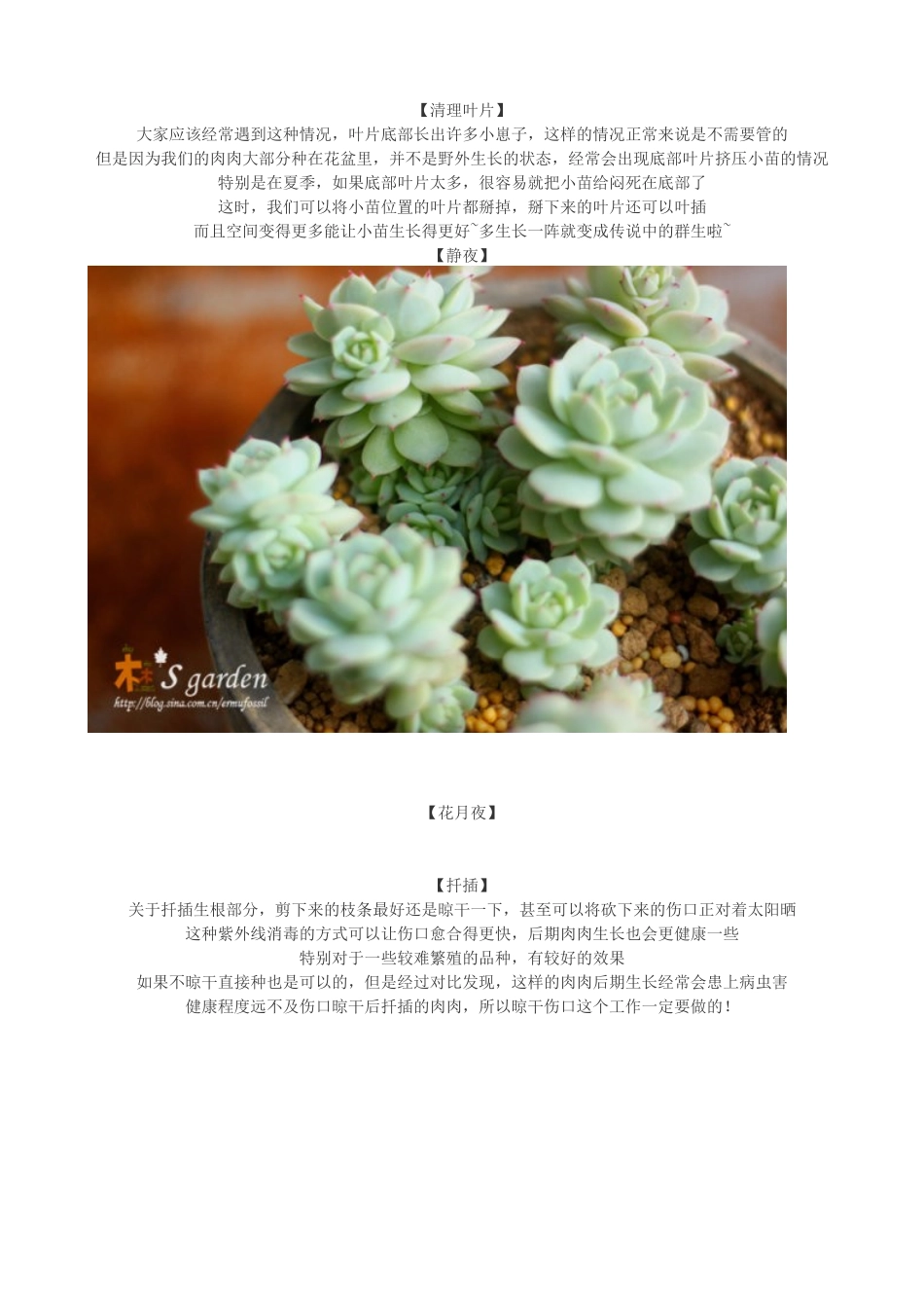 多肉植物日常养护窍门及疑难解答_第3页