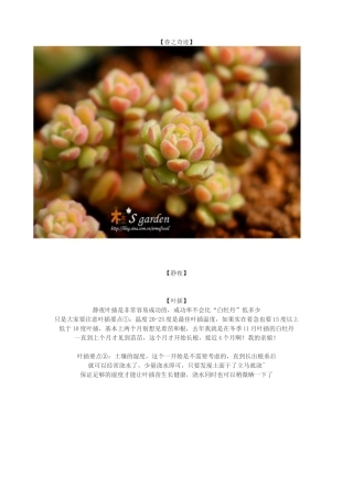 多肉植物日常养护窍门及疑难解答