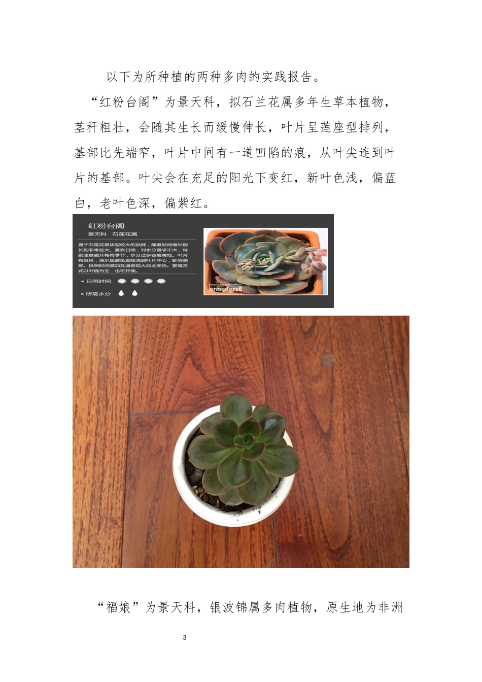 多肉植物种植文字报告_第3页