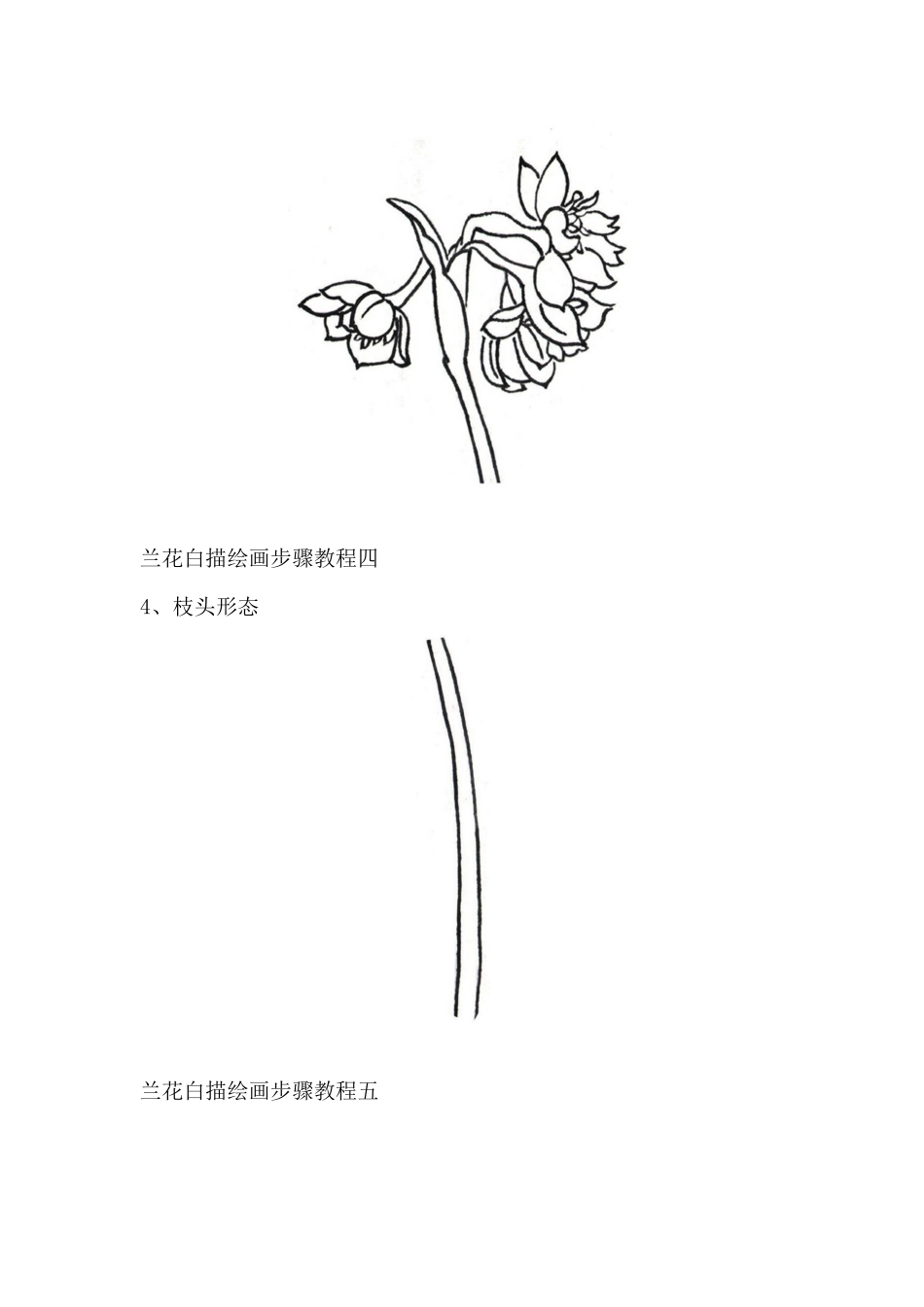国画白描兰花绘画步骤教程_第3页