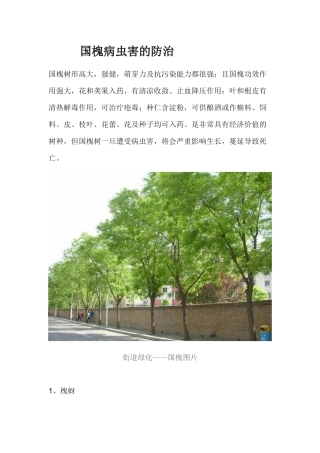 国槐的病虫害防治