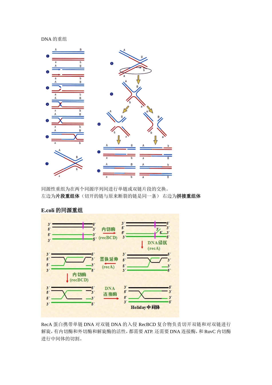 基因重组和基因工程总结-贻宏。。_第1页