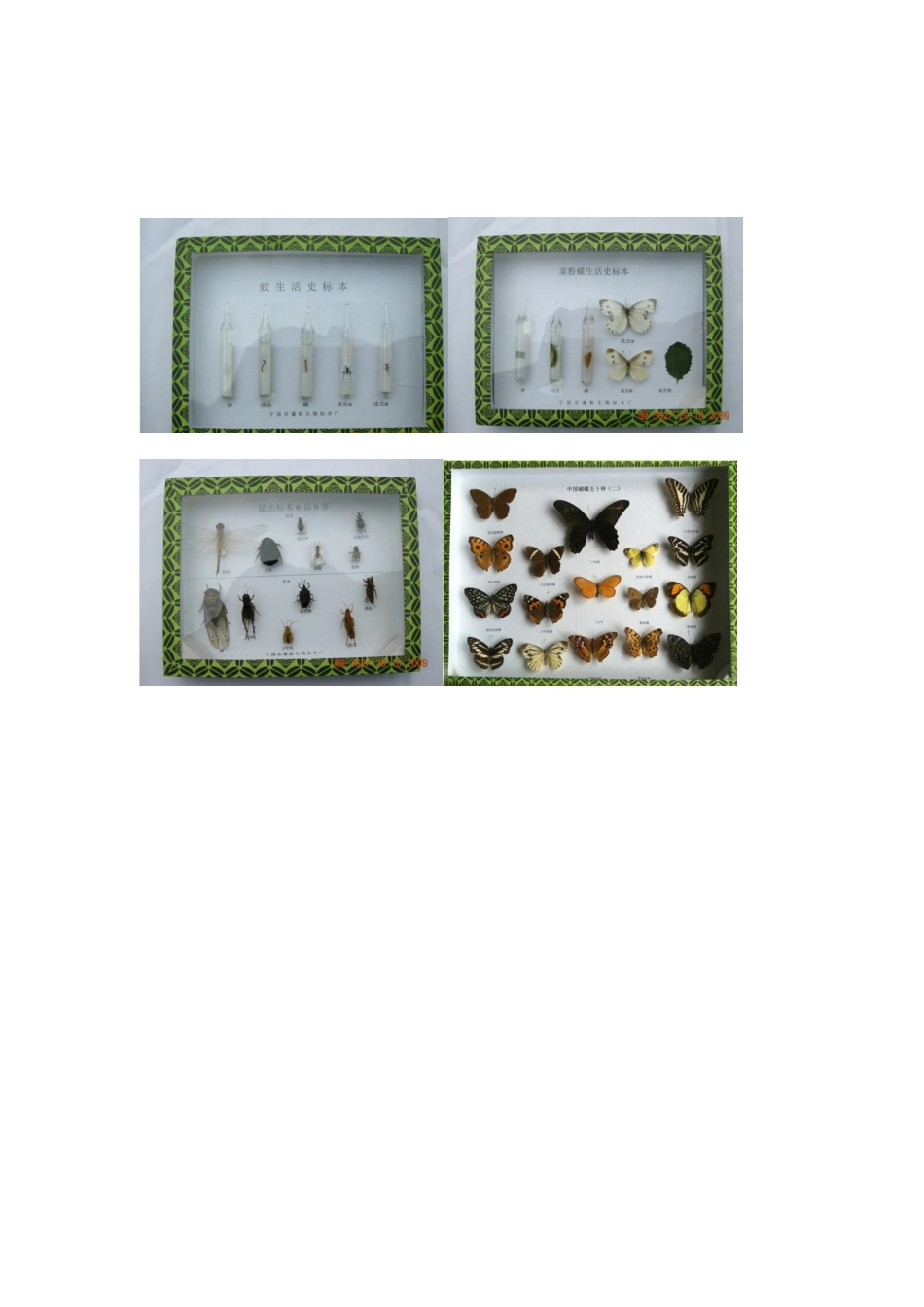 四年级实验室蝴蝶标本展示方案_第2页