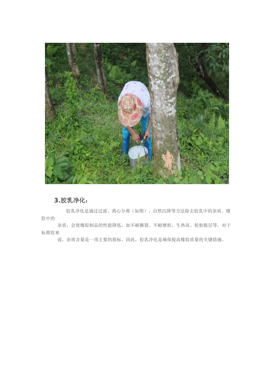 天然橡胶制作过程_第2页